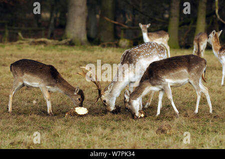 Daini (Dama Dama) mangiando foraggi beat, Attingham Park, il National Trust, Shropshire, Regno Unito Foto Stock