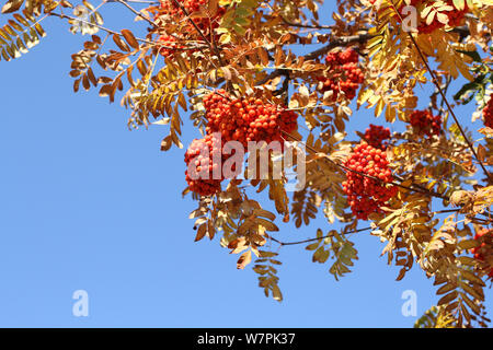 Grappoli maturi di rowan berry contro un cielo blu su una soleggiata giornata autunnale Foto Stock