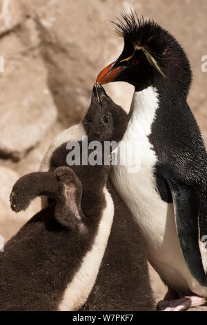 Maccheroni Penguin (Eudyptes chrysolophus) adulto alimentazione dei giovani pulcini, nuova isola, Isole Falkland Foto Stock