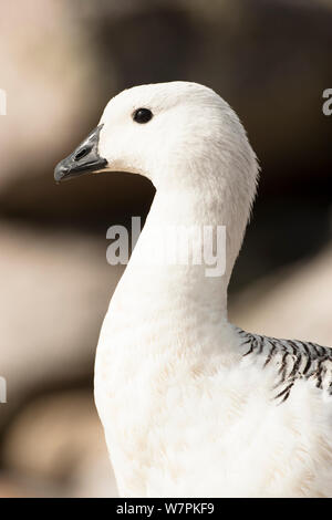 Kelp Goose (Chloephaga hybrida) Profilo per adulti ritratto, West Point Island, Isole Falkland Foto Stock