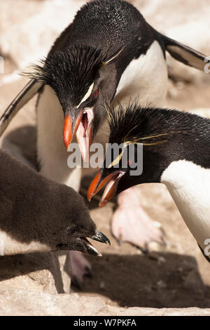 Maccheroni Penguin (Eudyptes chrysolophus) adulti alimentazione dei giovani pulcini, nuova isola, Isole Falkland Foto Stock