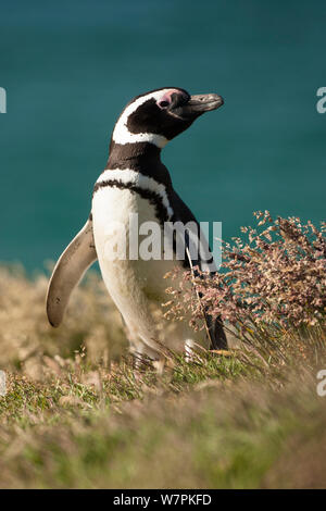 Magellanic Penguin (Spheniscus magellanicus) ritratto in erba, nuova isola, Isola Falkland Foto Stock