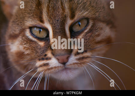 Rusty spotted cat (/ Prionailurus rubiginosus Felis phillipsi) testa ritratto, dallo Sri Lanka, captive Foto Stock