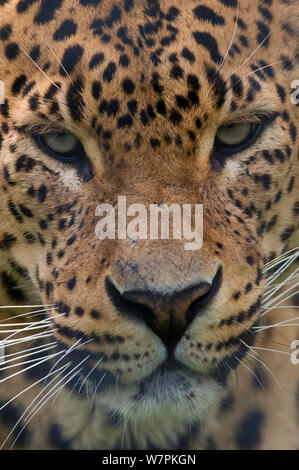 Sri Lanka leopard (Panthera pardus kotiya) close up ritratto di testa, captive Foto Stock