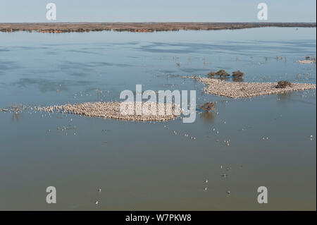 Antenna della Australian Pellicano (Pelecanus conspicillatus) allevamento colonie sulle isole del Lago Goyder, Coongie Lakes National Park, Sud Australia, Giugno 2011 Foto Stock