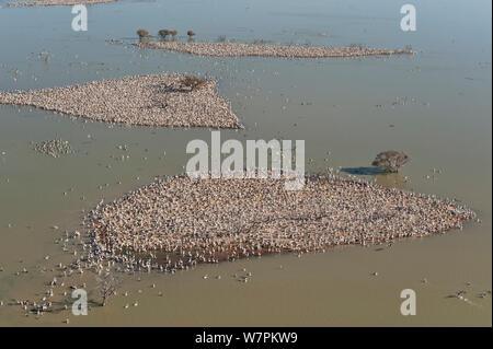 Antenna della Australian Pellicano (Pelecanus conspicillatus) allevamento colonie sulle isole del Lago Goyder, Coongie Lakes National Park, Sud Australia, Giugno 2011 Foto Stock