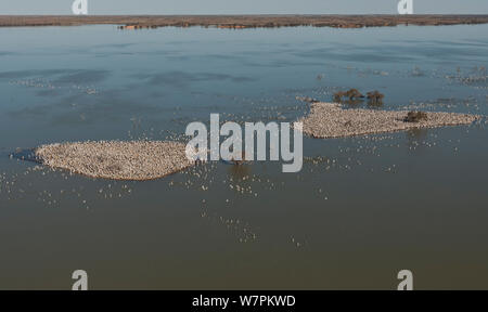 Antenna della Australian Pellicano (Pelecanus conspicillatus) allevamento colonie sulle isole del Lago Goyder, Coongie Lakes National Park, Sud Australia, Giugno 2011 Foto Stock