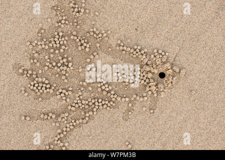 Sabbia granchio gorgogliatore (Dotillidae) sabbia agglomerati in forma di pellets e foro sulla spiaggia, Daintree, Queensland, Australia Foto Stock