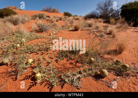 Paddy melone Cucumis myriocarpus) cresce in dune di sabbia rossa dell'outback. Si tratta di una prostata o arrampicata annuale nativo di erbe all'Africa australe e il Sud Africa è una pianta infestante in Australia, in Sud Australia, Australia Foto Stock