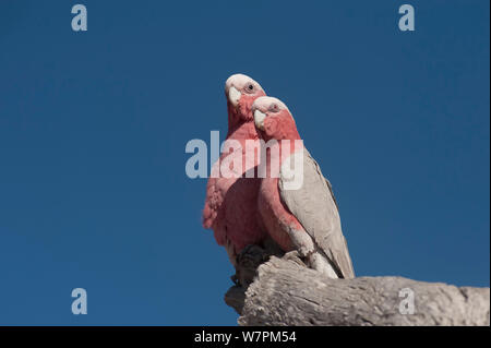 Galahs (Eolophus roseicapilla) coppia, maschio sulla sinistra con iridi scure e la femmina sulla destra con iridi di colore rossastro. South Australia, Australia Foto Stock