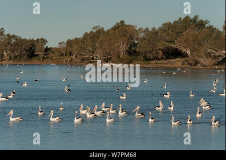 Australian pellicani (Pelecanus conspicillatus) lungo con piccoli cormorani neri (Phalacrocorax sulcirostris) alimentazione in centinaia lungo il Cooper Creek, South Australia, Australia Foto Stock