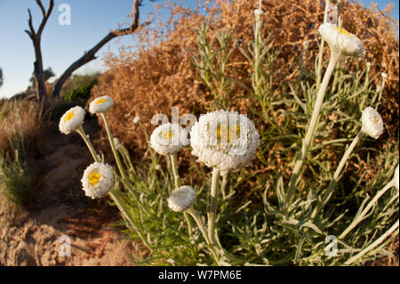 Uovo affogato margherite (Polycalymma stuartii) cresce nel deserto australiano, South Australia, Australia Foto Stock