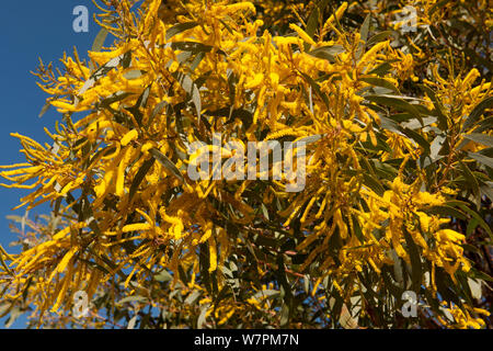 Il giallo di bargiglio Acacia (sp) fiori in outback australiano, Queensland, Australia Foto Stock