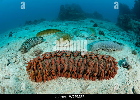 Various sea cucumbers including (Thelonota anax) on sandy sea floor. Sea cucumber  in foreground, Great Barrier Reef, Queensland, Australia Foto Stock