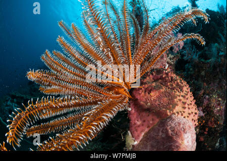 Crinoidi sulla ventola coralli in Raja Ampat Coral reef, Raja Ampat, Papua occidentale, in Indonesia Foto Stock