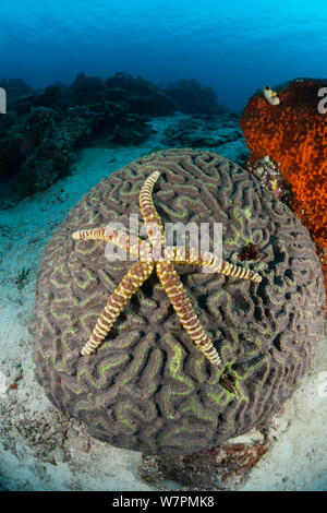 Di spessore di pelle chiara stella di mare (Echinaster callosus) sul cervello coral, Raja Ampat, Papua occidentale, in Indonesia Foto Stock