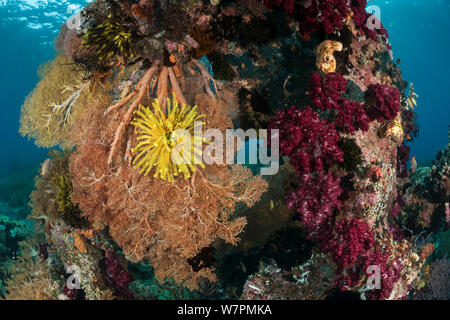 Crinoidi (Crinodea) sulla ventola coralli (Gorgonacea) in Raja Ampat Coral reef, Papua occidentale, in Indonesia Foto Stock