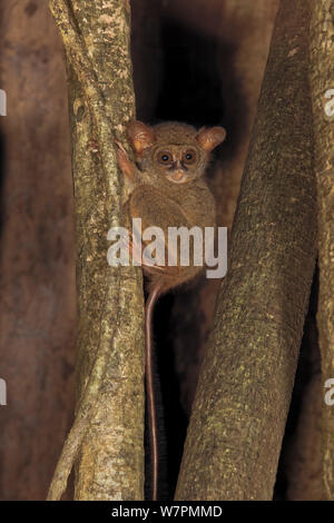 Tarsier spettrale (Tarsius tarsier) in strangler fig tree, Tangkoko National Park, Nord Sulawesi, Indonesia Foto Stock