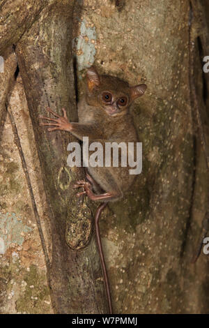 Tarsier spettrale (Tarsius tarsier) in strangler fig tree, Tangkoko National Park, Nord Sulawesi, Indonesia Foto Stock