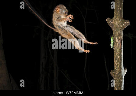 Tarsier spettrale (Tarsius tarsier) saltando su una cavalletta, Tangkoko National Park, Nord Sulawesi, Indonesia Foto Stock