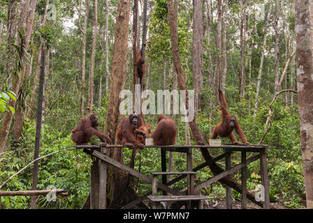 Bornean orangutan (Pongo pygmaeus wurmbii) - bere latte dal Camp Leakey piattaforma di alimentazione. Messa di Tanjung National Park, Borneo Kalimantan centrale, Indonesia Foto Stock