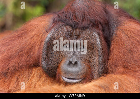 Bornean Orangutan (Pongo pygmaeus wurmbii) - Tom, Tanjung messa National Park, Borneo Kalimantan centrale, Indonesia Foto Stock
