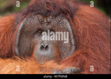 Bornean Orangutan (Pongo pygmaeus wurmbii) 'Tom' Tanjung messa National Park, Borneo Kalimantan centrale, Indonesia Foto Stock