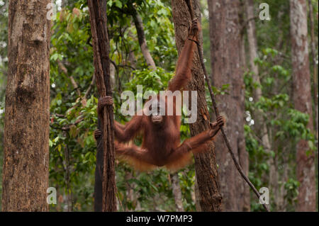Bornean Orangutan (Pongo pygmaeus wurmbii) - capretti. Messa di Tanjung National Park, Borneo Kalimantan centrale, Indonesia Foto Stock