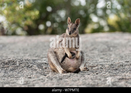 Mareeba Aeroporto rock-wallaby madre con joey nella sua custodia (Petrogale Mareeba Aeroporto) (Petrogale Mareeba Aeroporto) Queensland, Australia Foto Stock