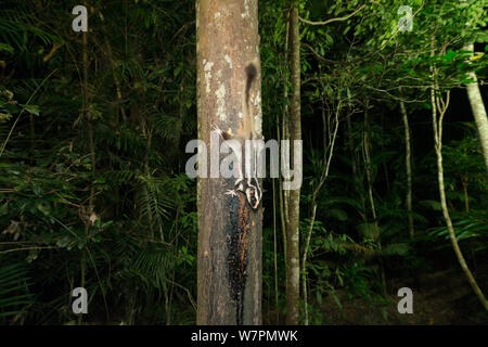 Sugar Glider (Petaurus breviceps) alimentazione su SAP da un tronco di albero. Altopiano di Atherton, Queensland, Australia Foto Stock
