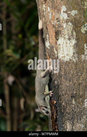 Sugar Glider (Petaurus breviceps) alimentazione su SAP da un tronco di albero. Altopiano di Atherton, Queensland, Australia Foto Stock