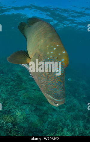Maschio adulto Un pesce napoleone (Cheilinus undulatus) ritratto, della Grande Barriera Corallina, Queensland, Australia Foto Stock