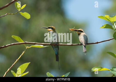 Rainbow I gruccioni (Merops ornatus) appollaiato sul ramo, Cairns, Queensland, Australia Foto Stock