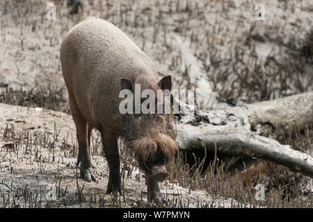 Bornean barbuto suini (Sus barbatus) foraggio su Teluk Assam Beach. Bako National Park, Stati di Sarawak, nel Borneo, Malaysia Foto Stock