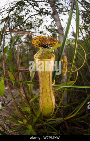 Brocca piante (Nepenthes sp) Bako National Park, Sarawak, Malaysian Borneo Foto Stock