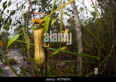 Brocca piante (Nepenthes sp) Bako National Park, Sarawak, Malaysian Borneo Foto Stock