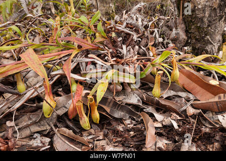 Brocca piante (Nepenthes sp) Bako National Park, Sarawak, Malaysian Borneo Foto Stock