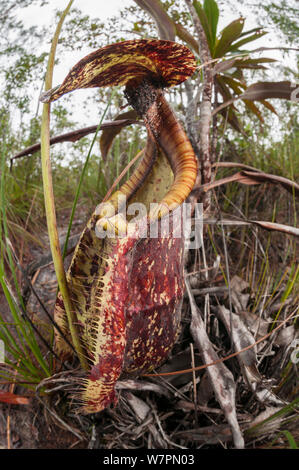 Brocca piante (Nepenthes sp) Bako National Park, Sarawak, Malaysian Borneo Foto Stock