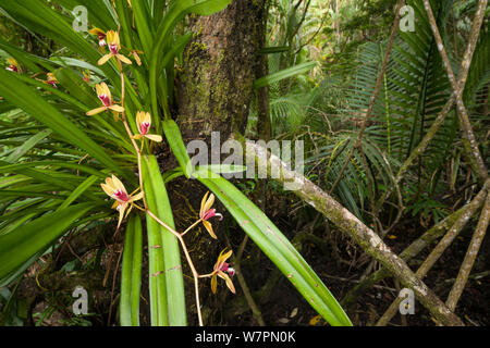 Orchidee selvatiche di Sarawak, Bako National Park, Sarawak, Malaysian Borneo Foto Stock