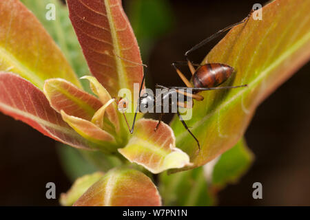 Ant imbrancandosi afidi, Tanjung messa National Park, Borneo Kalimantan centrale, Indonesia Foto Stock