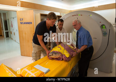 Dr Chris Brown dal canale 10's Bondi Vet show televisivo, x-ray esperto tecnico Pietro Lanski & volunteer Christian Miller con feriti turtle 'Angie' uscente della scansione TC a raggi x. Queensland, Australia, Dicembre 2011 Foto Stock