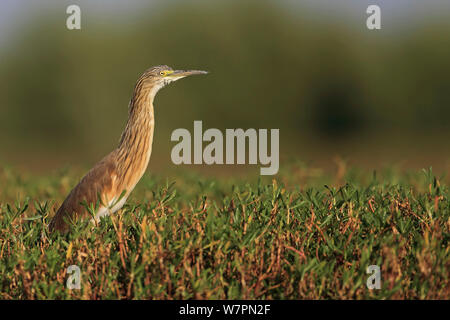 Sgarza ciuffetto (Ardeola ralloides) vista di profilo, Gambia Foto Stock