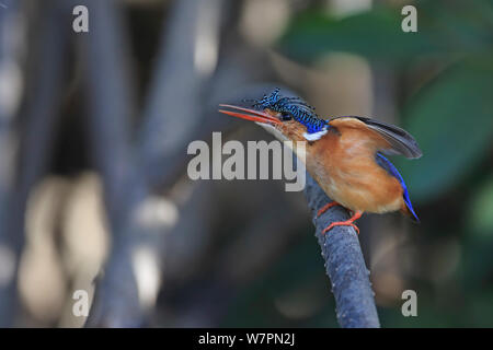 Malachite Kingfisher (Alcedo cristata) appollaiato sul ramo, Gambia Foto Stock