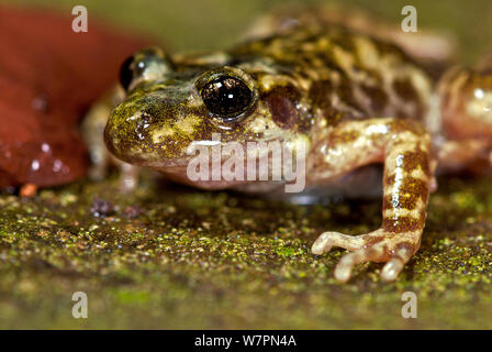 Mallorcan ostetrica Toad (Alytes muletensis) ritratto, Mallorca, aprile, specie vulnerabili Foto Stock