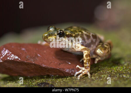 Mallorcan ostetrica Toad (Alytes muletensis) ritratto, Mallorca, aprile, specie vulnerabili Foto Stock