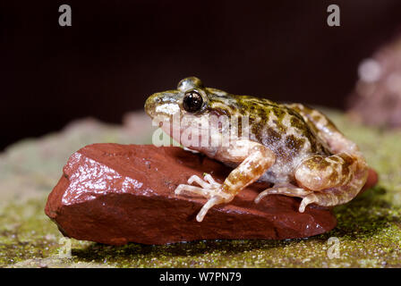 Mallorcan ostetrica Toad (Alytes muletensis) ritratto, Mallorca, aprile, specie vulnerabili Foto Stock