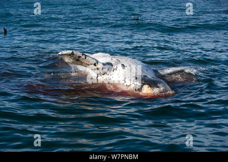 Dead Southern Right whale polpaccio (Eubalaena australis) flottante sull oceano, Puerto Piramides, Golfo Nuevo, Penisola Valdes Patrimonio Naturale dell'Unesco, Chubut, Patagonia, Argentina, Oceano Atlantico, Ottobre Foto Stock