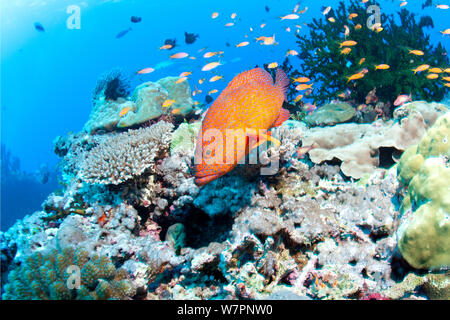 Vermiglio Rock cod (Cephalopholis miniata) sulla barriera corallina, Maldive, Oceano Indiano Foto Stock