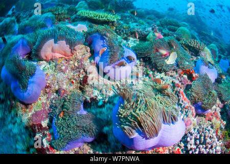 Magnifica attinie (Heteractis magnifica) con Blackfoot anemonefish (Amphiprion nigripes) Maldive, Oceano Indiano Foto Stock