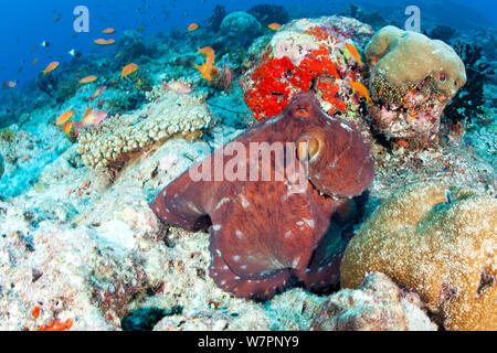 Il polpo (Octopus vulgaris) maschio, Maldive, Oceano Indiano Foto Stock